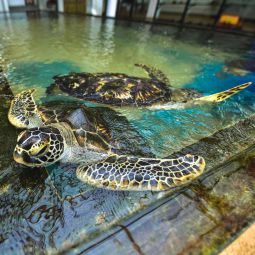 Turtle hatchery – Habaraduwa